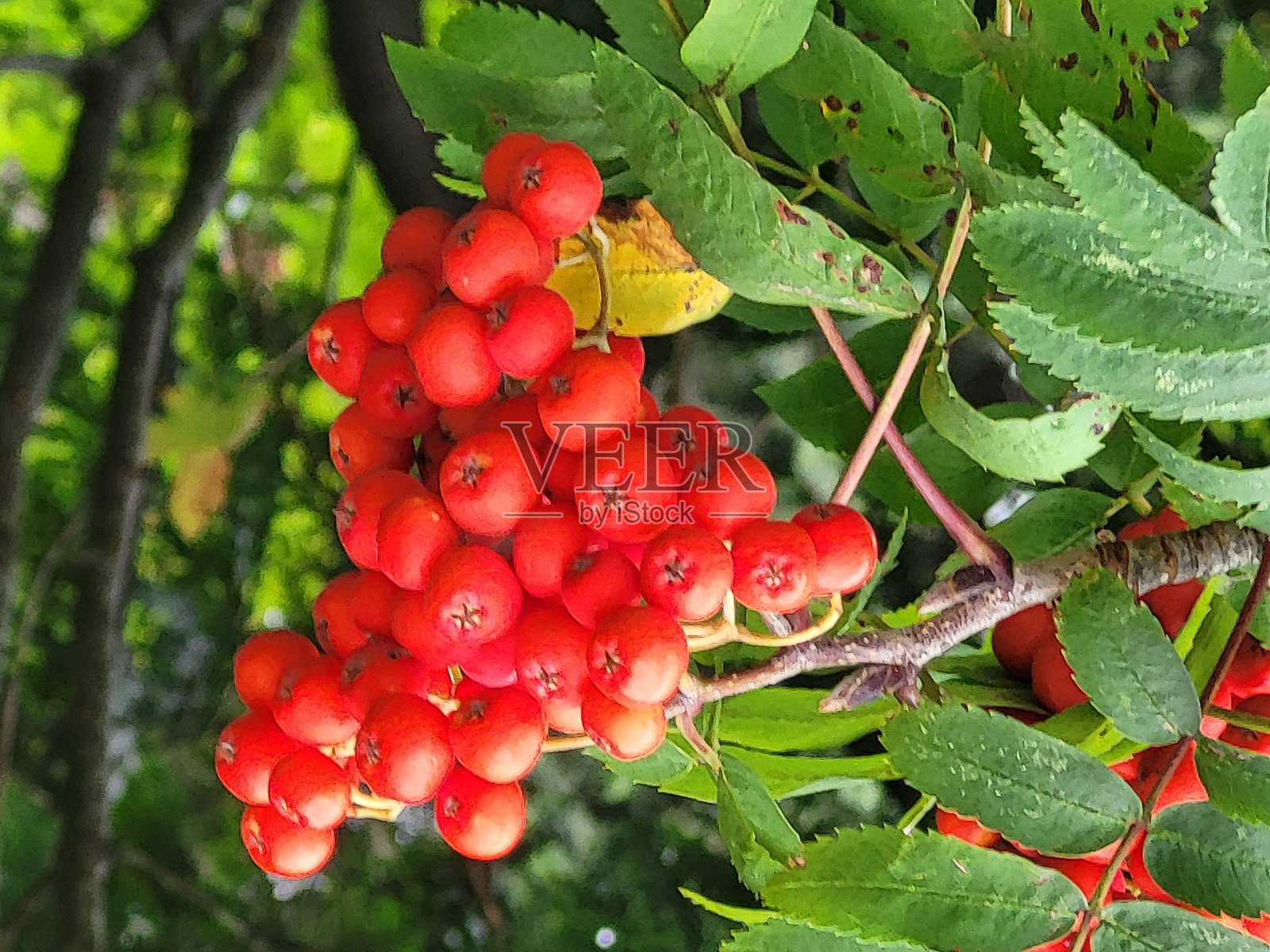 温哥华斯坦利公园海堤公共公园和休息区中不断变化的花卉和植物照片摄影图片