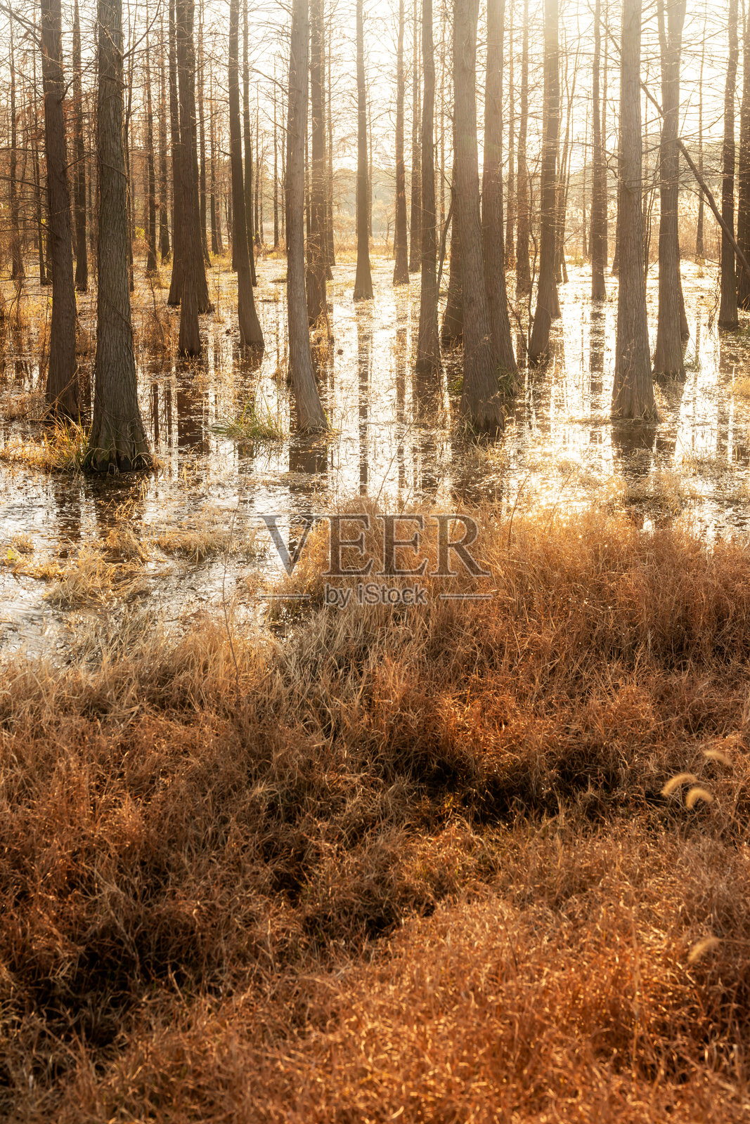死去的树木倒映在沼泽水中照片摄影图片