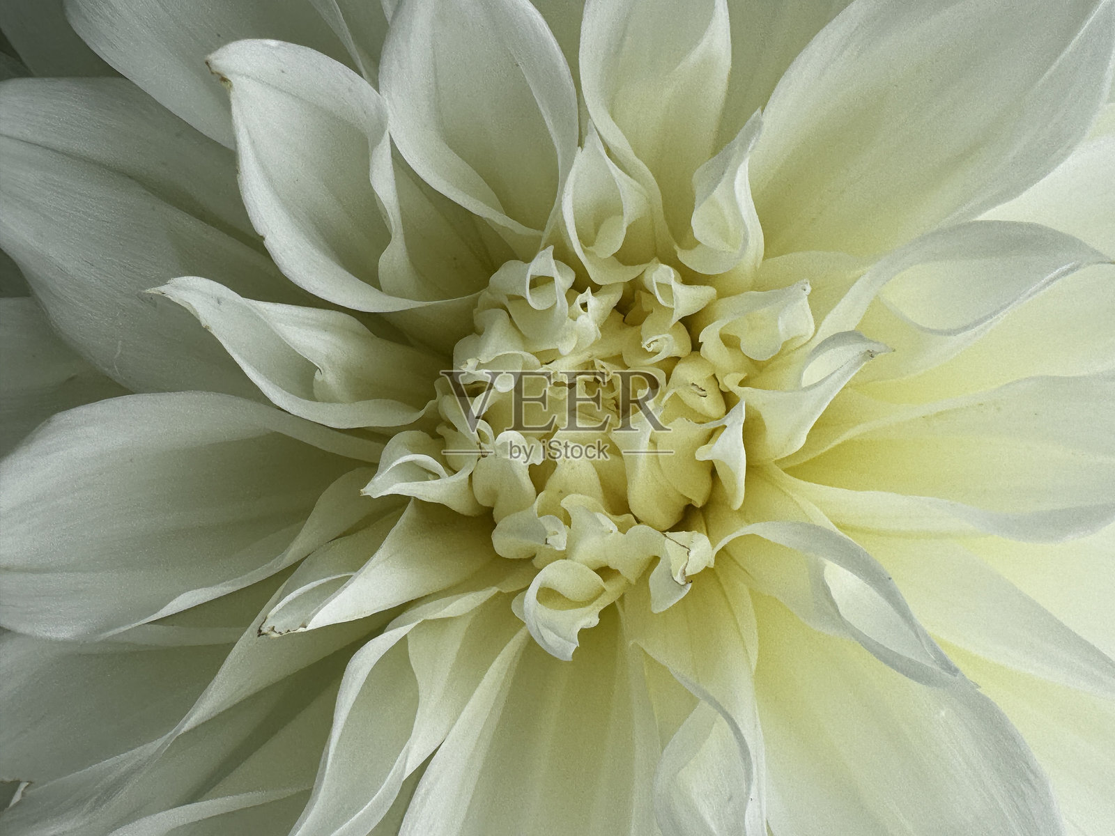 白色大丽花照片摄影图片