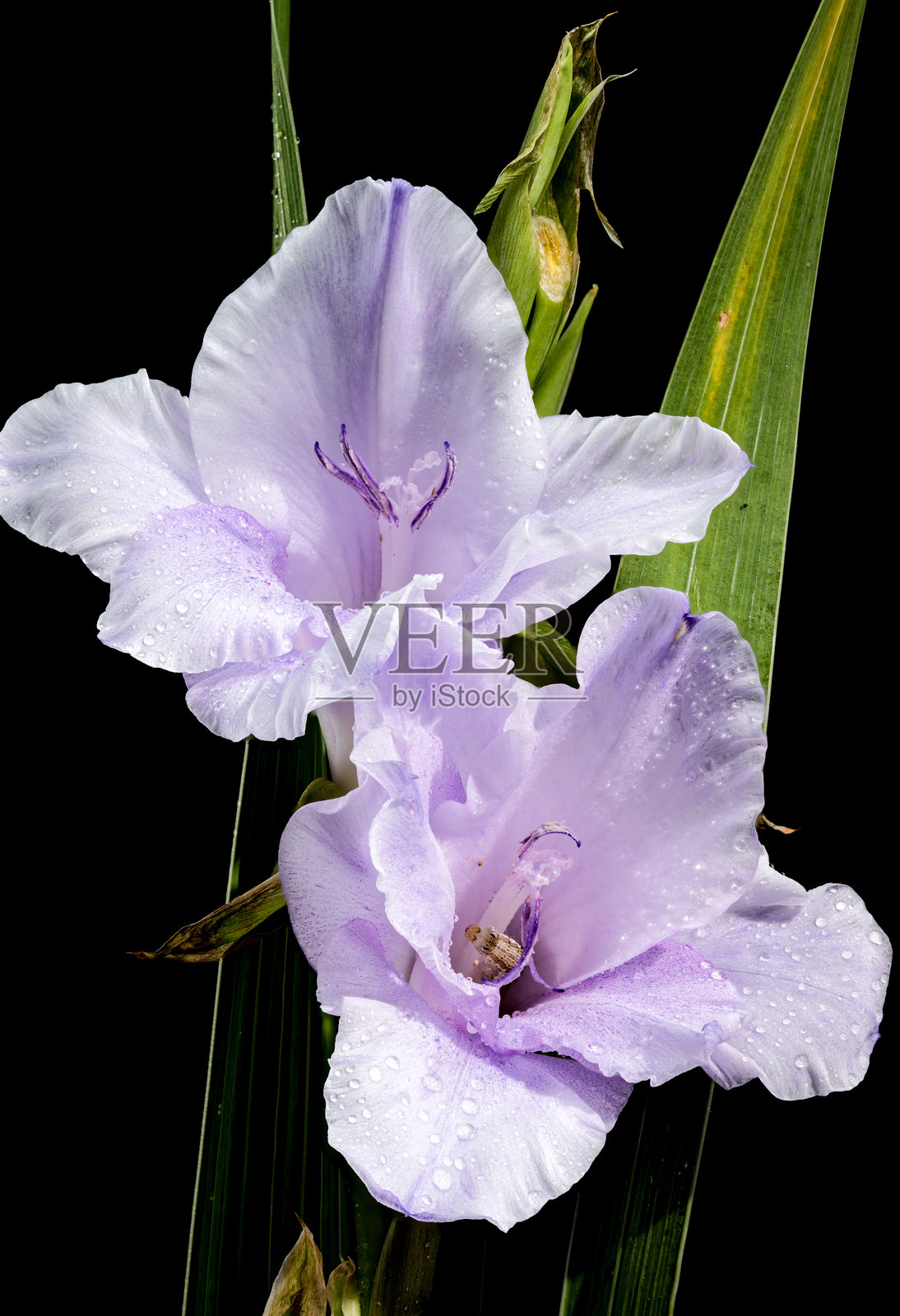 黑色背景上的盛开蓝霜剑兰照片摄影图片