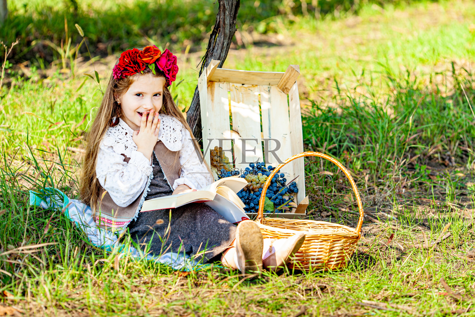 小女孩在葡萄酒收获期间采摘葡萄。收获概念。自摘农场。健康和环保的作物。照片摄影图片