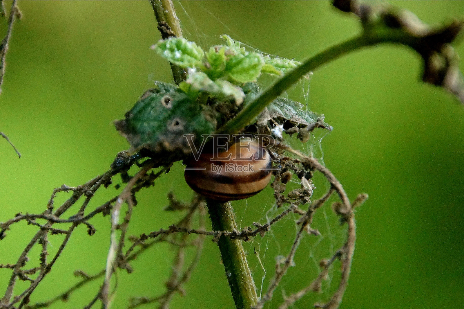 叶子下的小蜗牛照片摄影图片