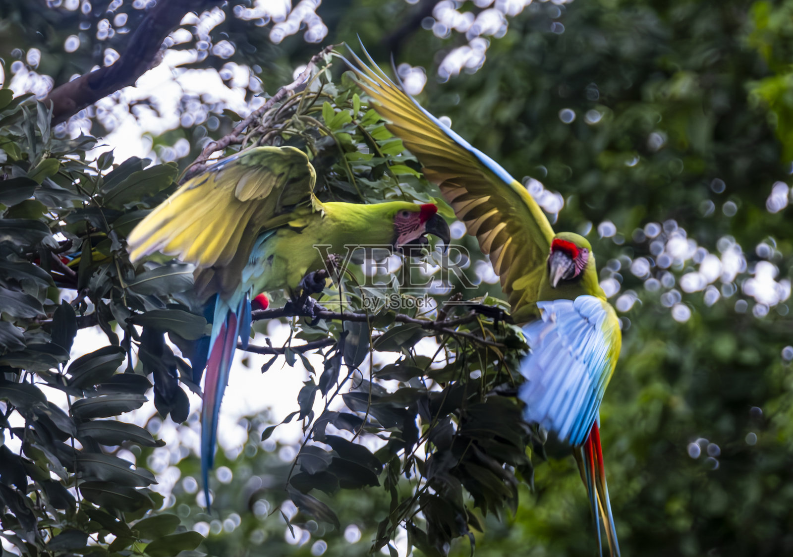 Aras照片摄影图片
