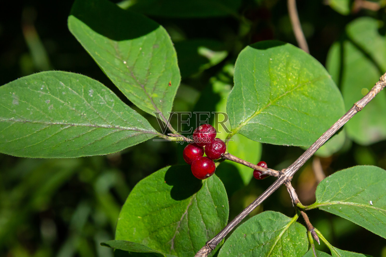 节日的金银花枝与红色浆果 Lonicera xylosteum照片摄影图片