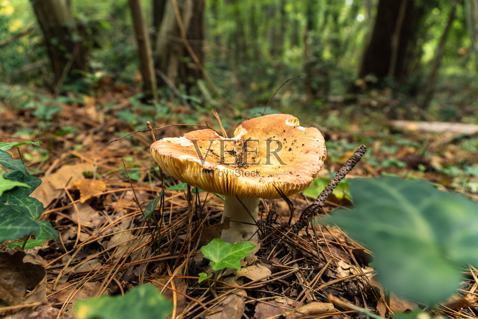 森林地面上长着蘑菇的特写,周围有树叶和松针。照片摄影图片