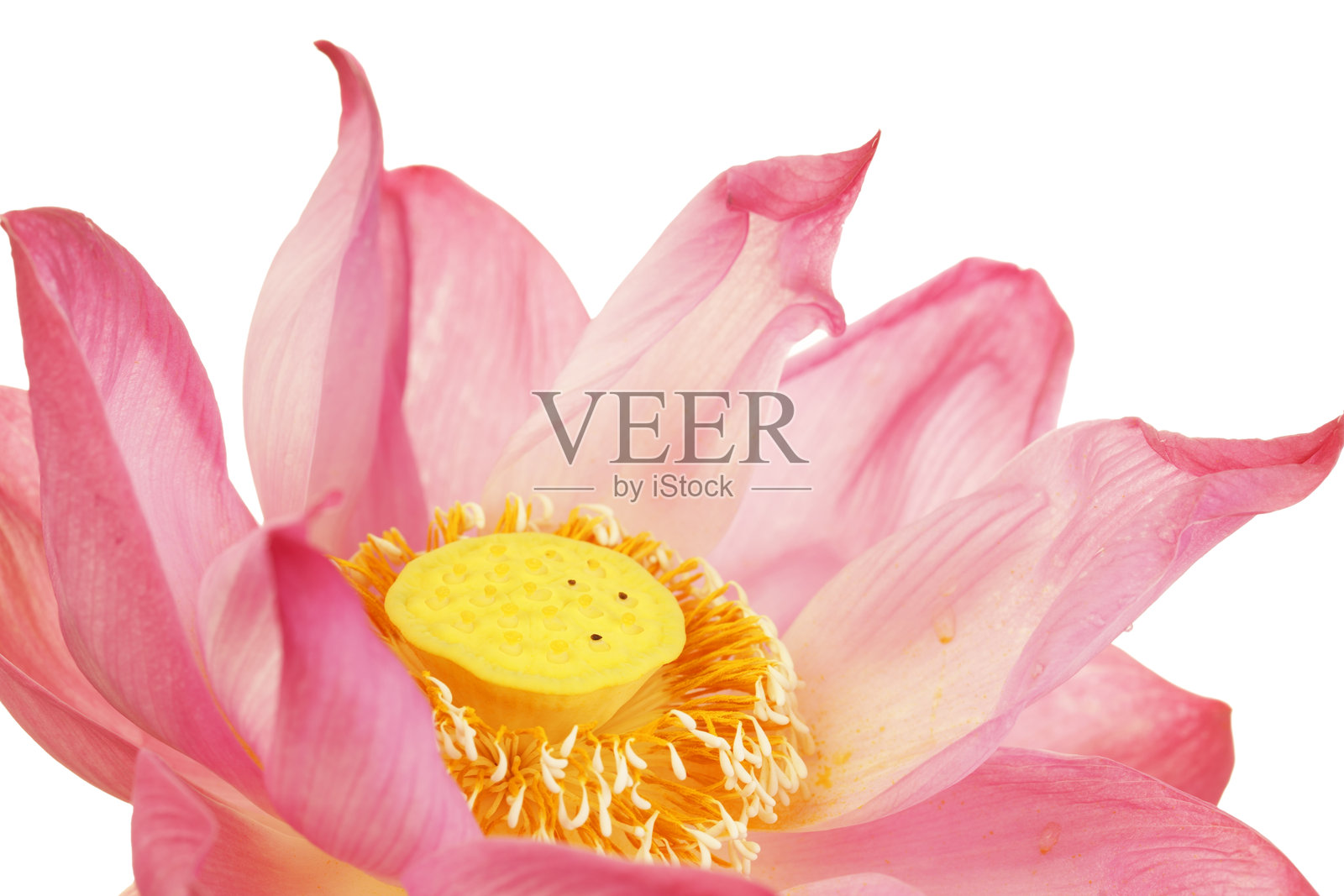 盛开的美丽粉色莲花照片摄影图片