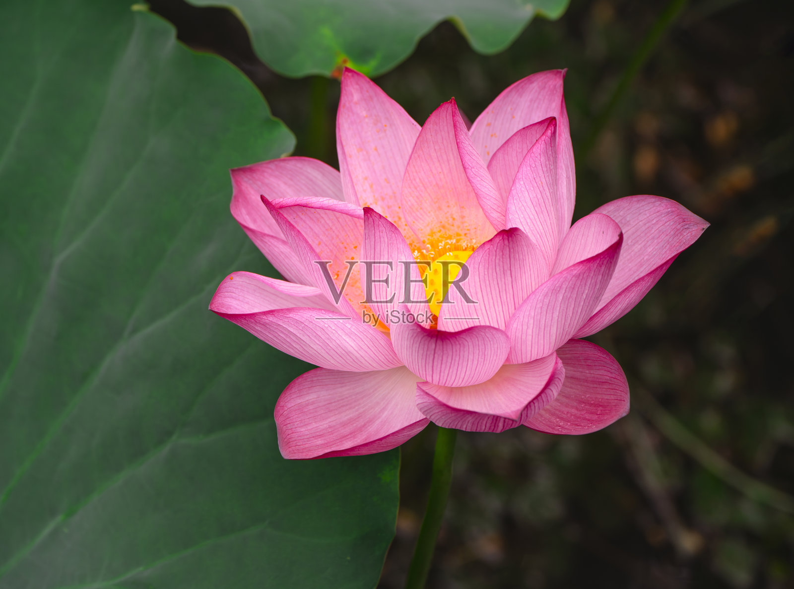 粉色莲花与绿色叶子的特写镜头照片摄影图片