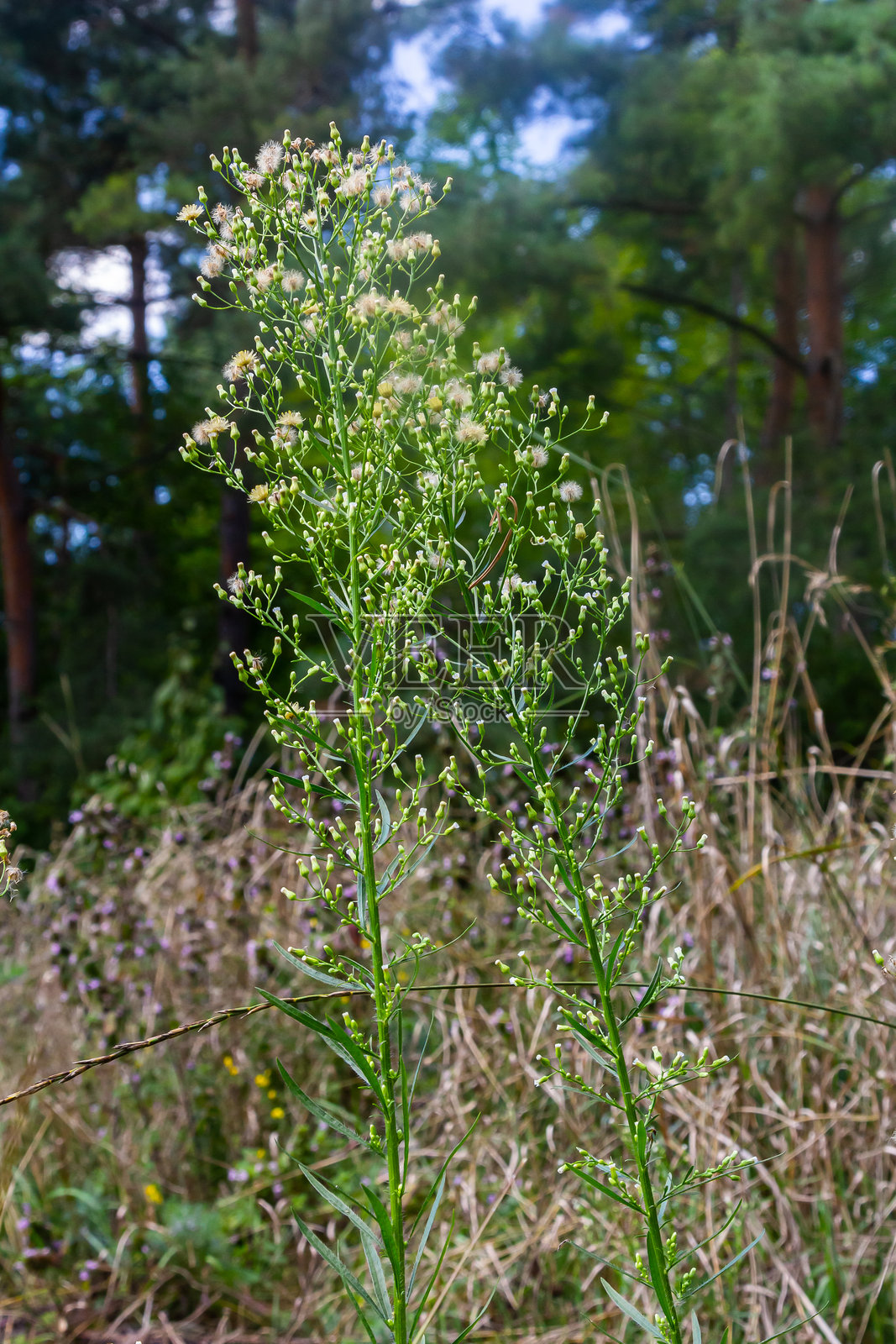 加拿大飞蓬在夏季野外生长。照片摄影图片