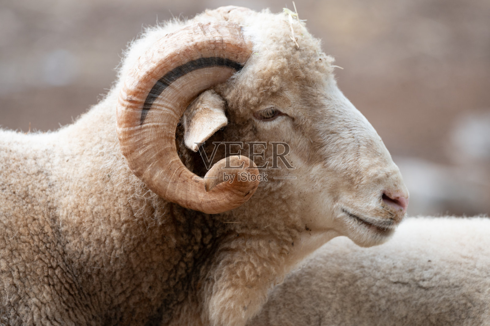 美利奴羊品种哺乳动物照片摄影图片