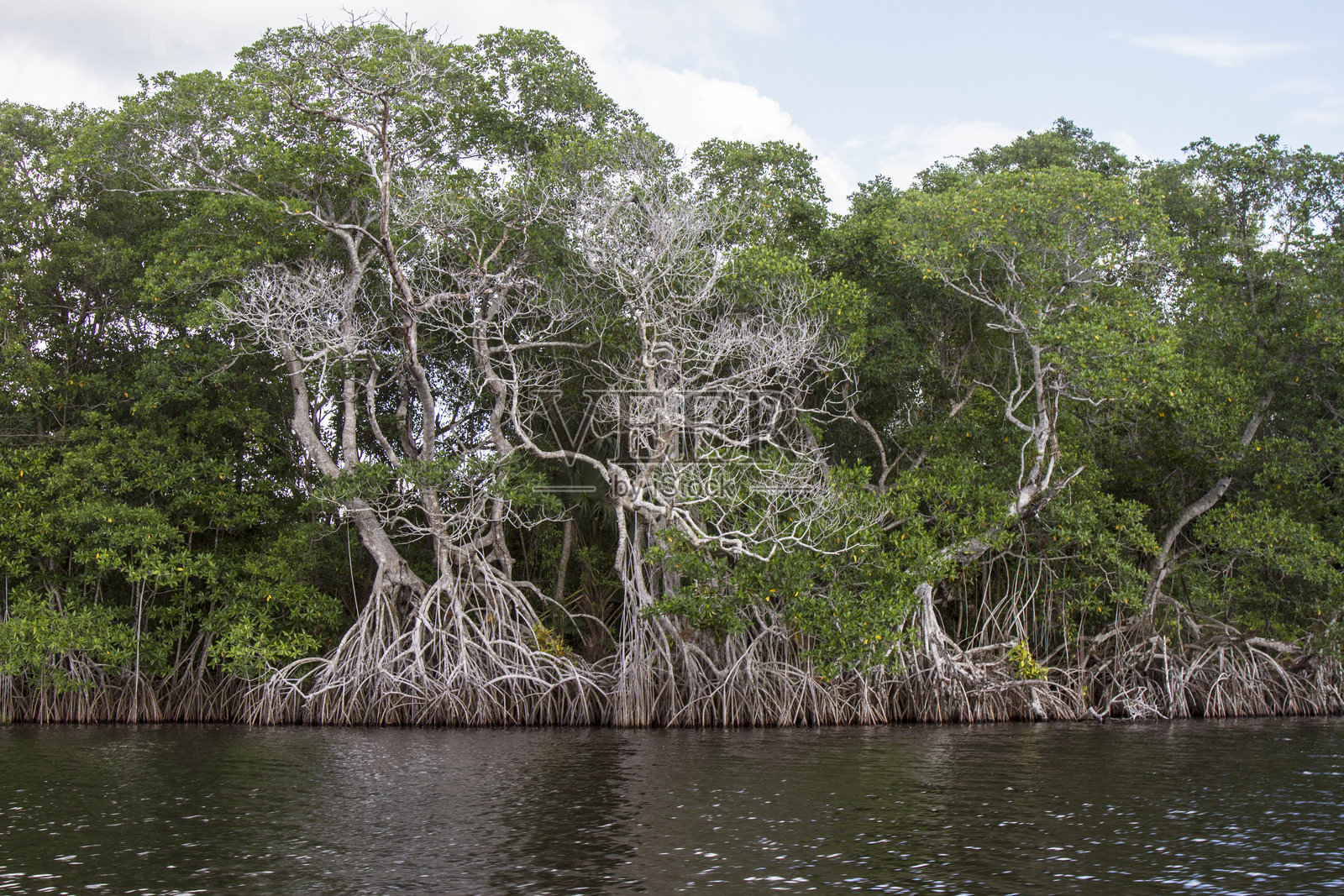 格里哈瓦-乌苏马辛塔河的红树林,这是墨西哥最重要的河流之一。照片摄影图片