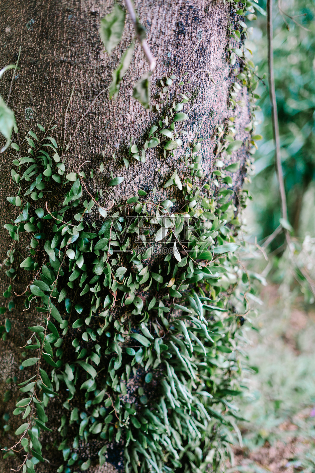 一株小植物在树干上生长,象征着自然的韧性和生命。照片摄影图片