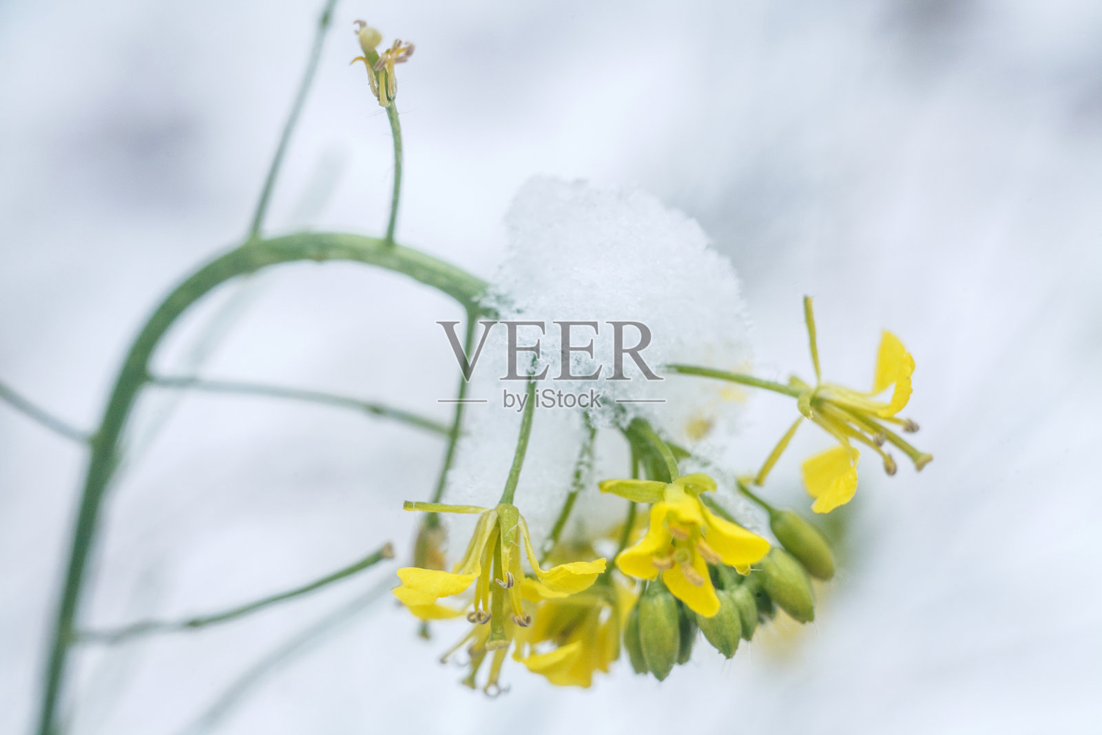 特写镜头下,一朵娇嫩的黄色花朵部分被柔软的雪层覆盖,展现出鲜艳花朵与寒冷之间的对比。照片摄影图片