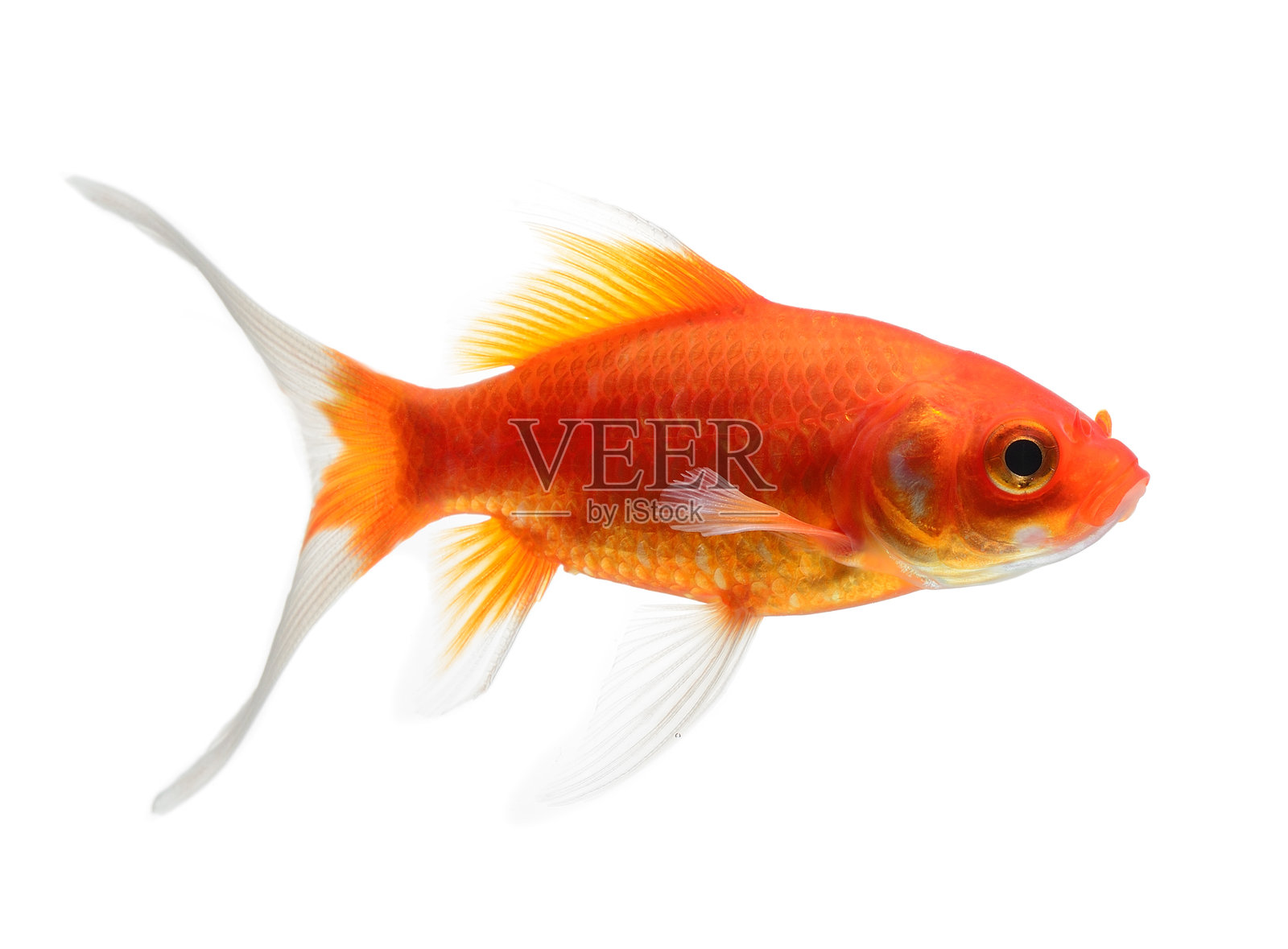 鱼的特写镜头,背景为白色照片摄影图片