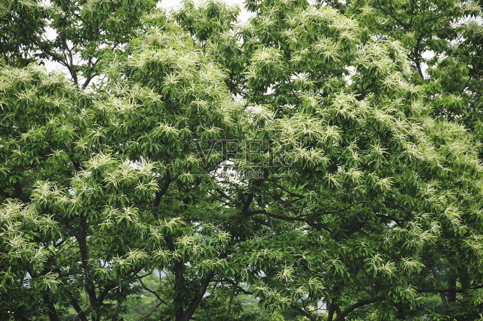 栗花照片摄影图片