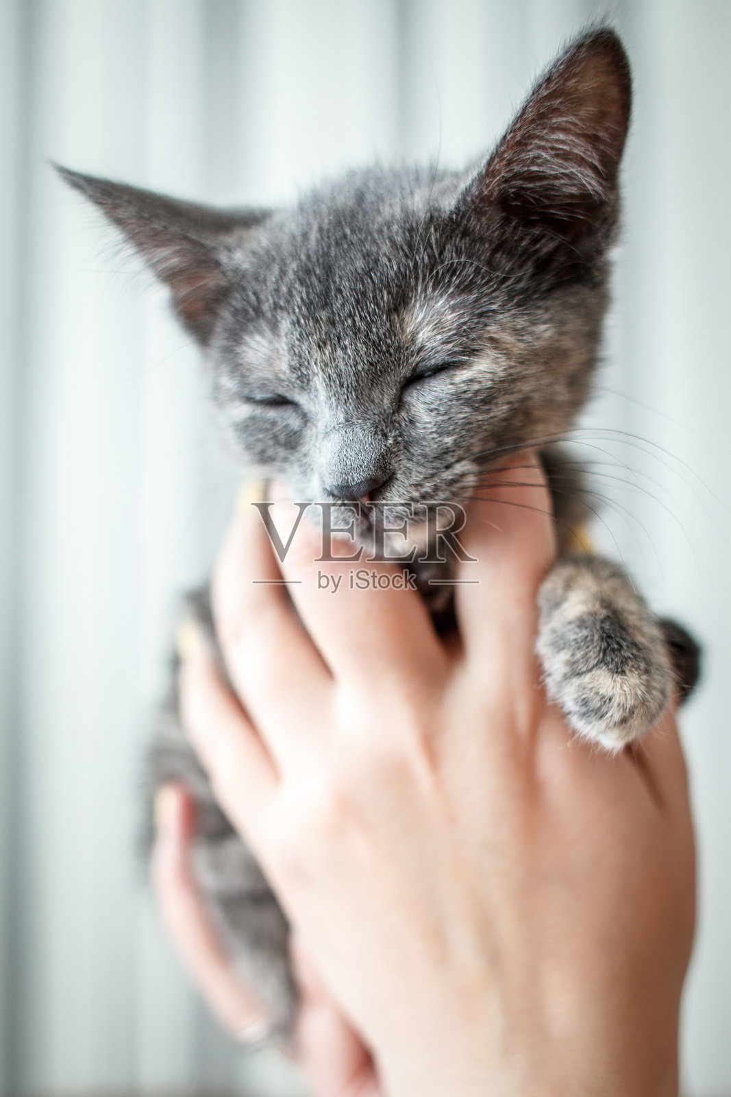 这幅图像展示了一只可爱的小猫坐在柔软的棕色纹理表面上。小猫有短短的灰色毛发,带有细微的奶油色斑纹,特别是在它的胸部有一个小奶油色的斑块。照片摄影图片