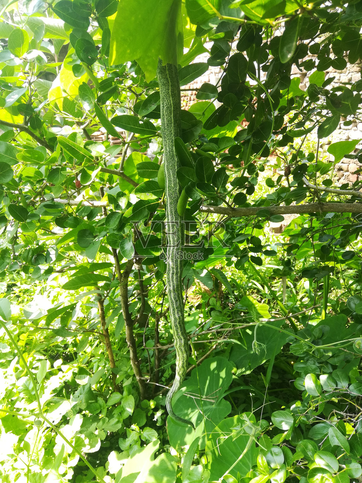 蛇瓜植物上的蔬菜视图照片摄影图片