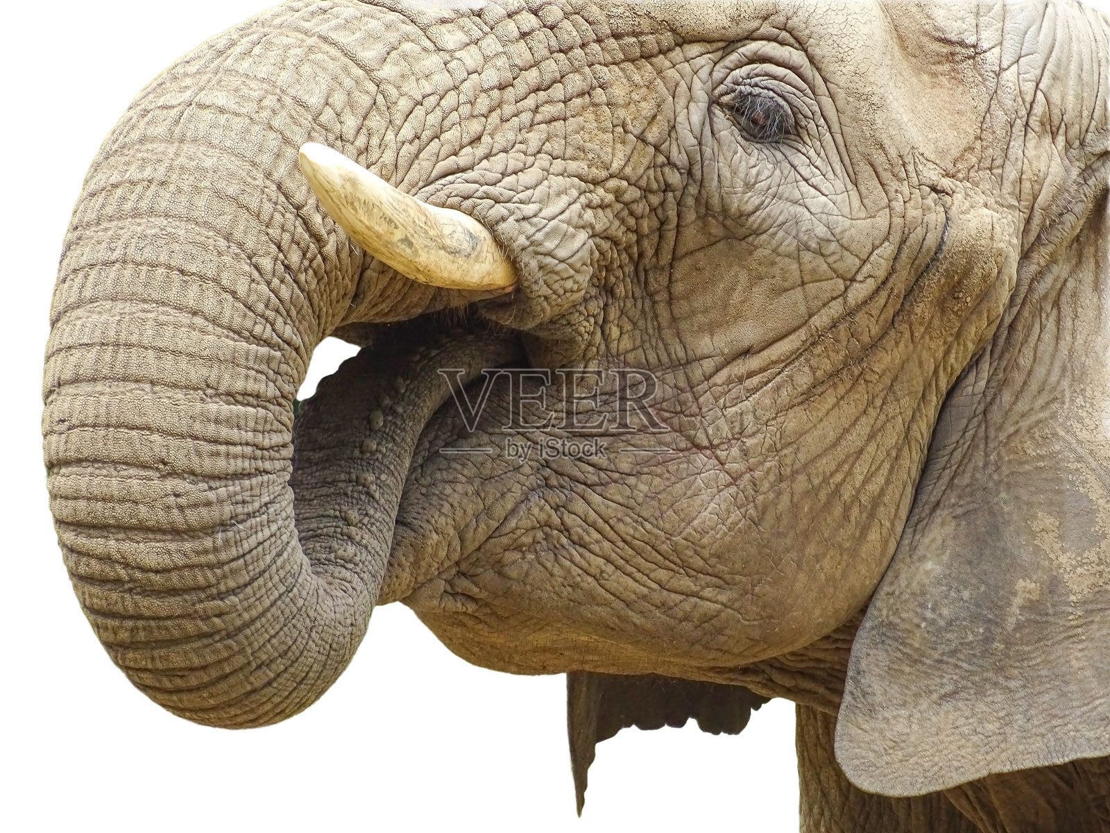 一头非洲象在饮水。背景为白色。照片摄影图片