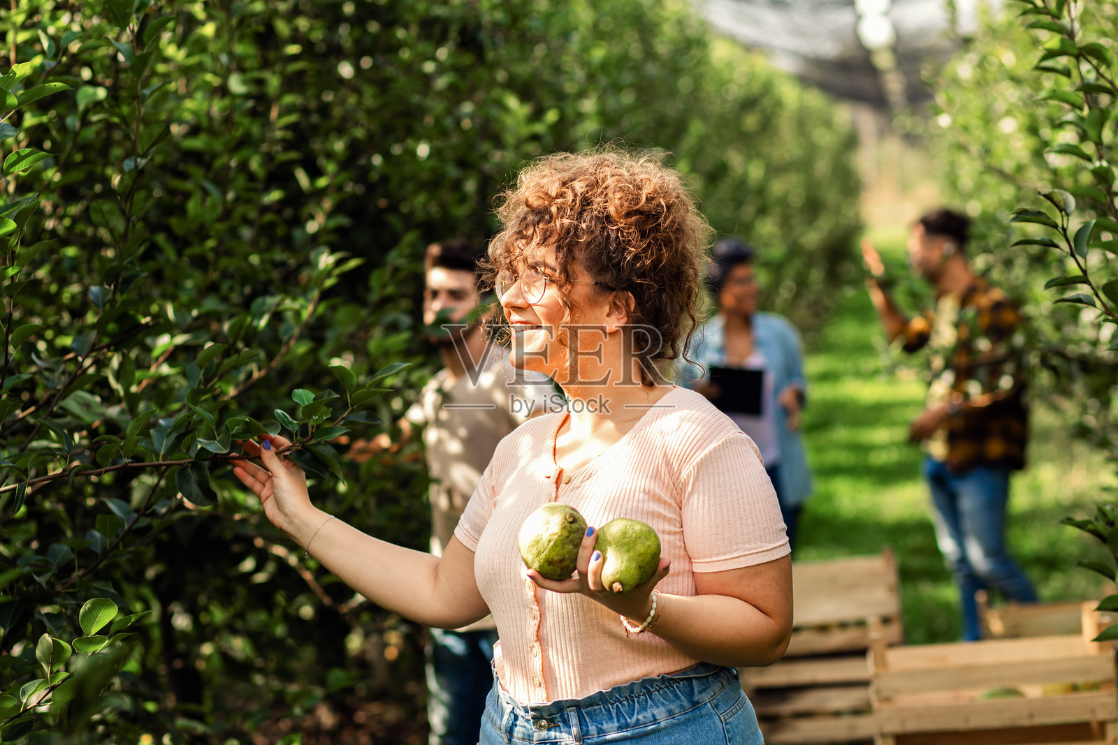 女农业专业学生在梨园中检查水果产量的肖像。照片摄影图片