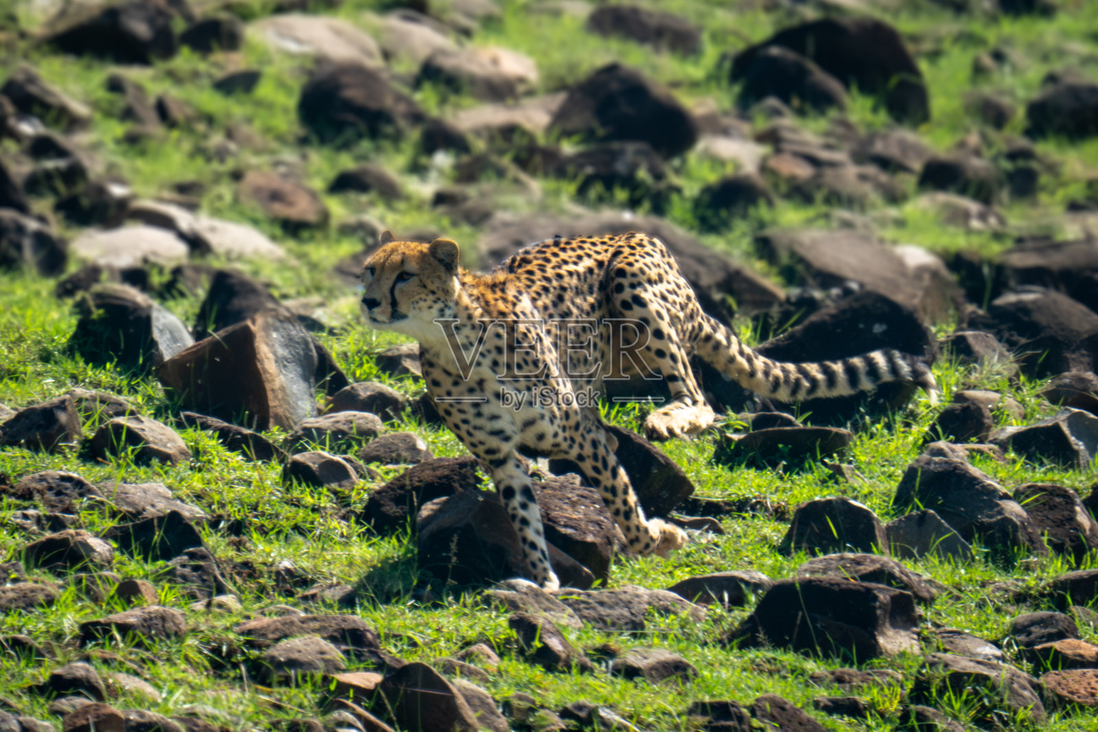 雌性猎豹在山坡上的岩石上奔跑照片摄影图片
