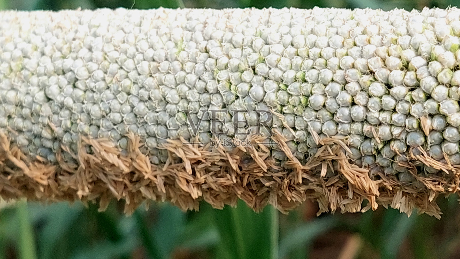 巴基斯坦旁遮普省的黍米作物田野照片摄影图片