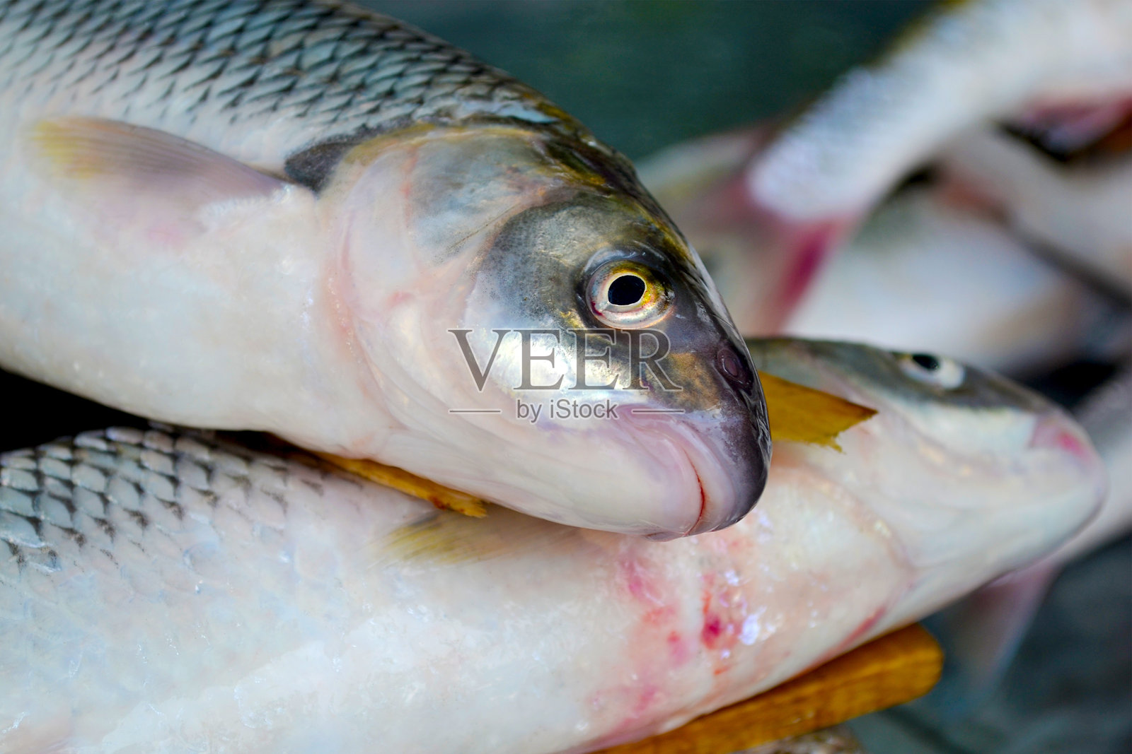 鱼市上出售的新鲜鱼类(欧洲丁鱥)照片摄影图片