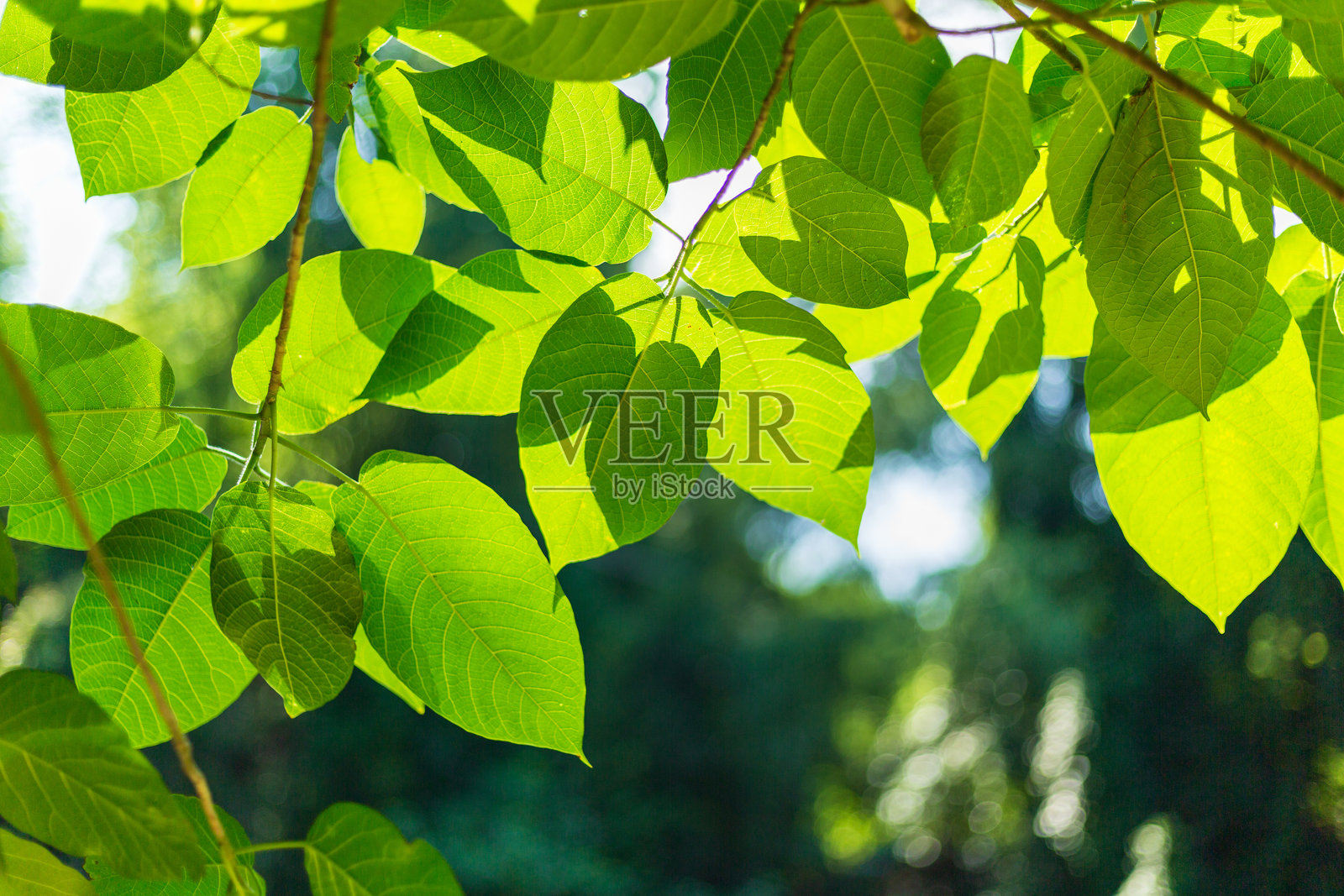 逆光下的树叶和树木,阳光透过树上的嫩叶。春日阳光下的绿色叶子特写,模糊的抽象散景背景中带有光晕。照片摄影图片