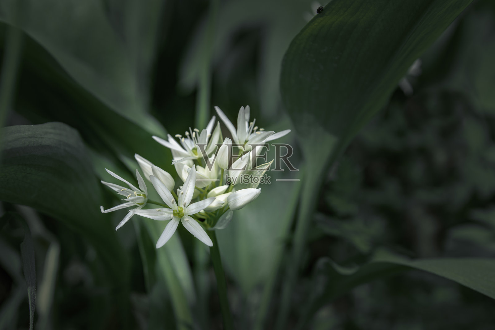野蒜白花特写照片摄影图片