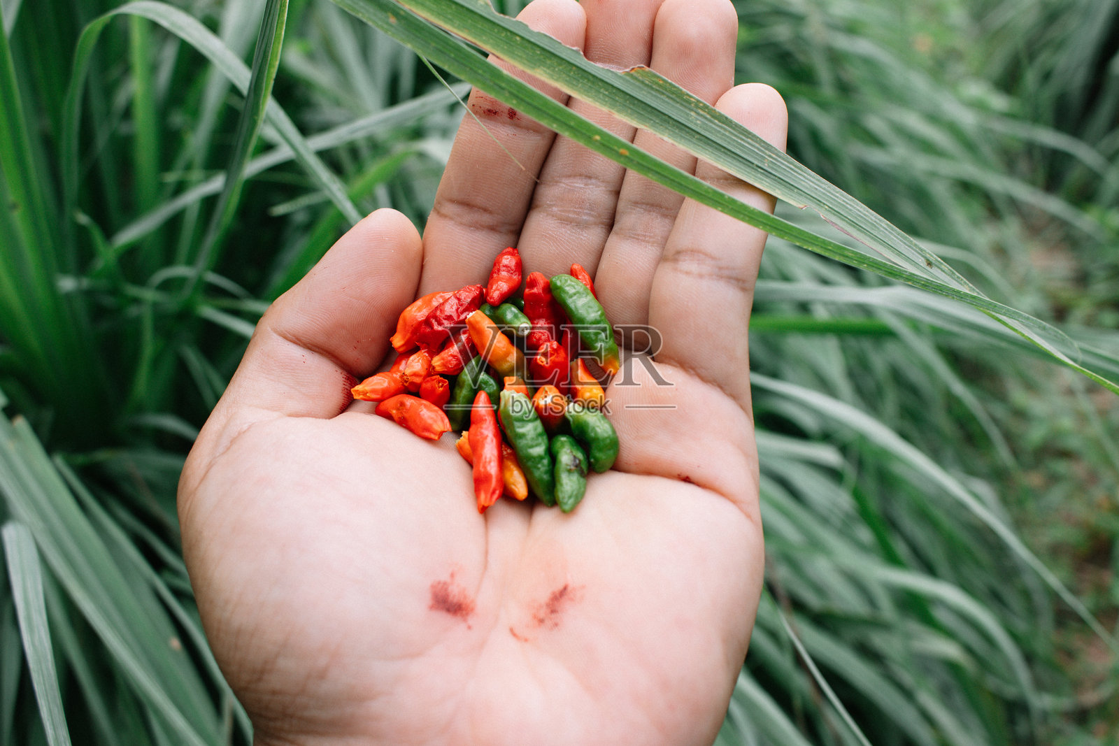 泰国小辣椒照片摄影图片