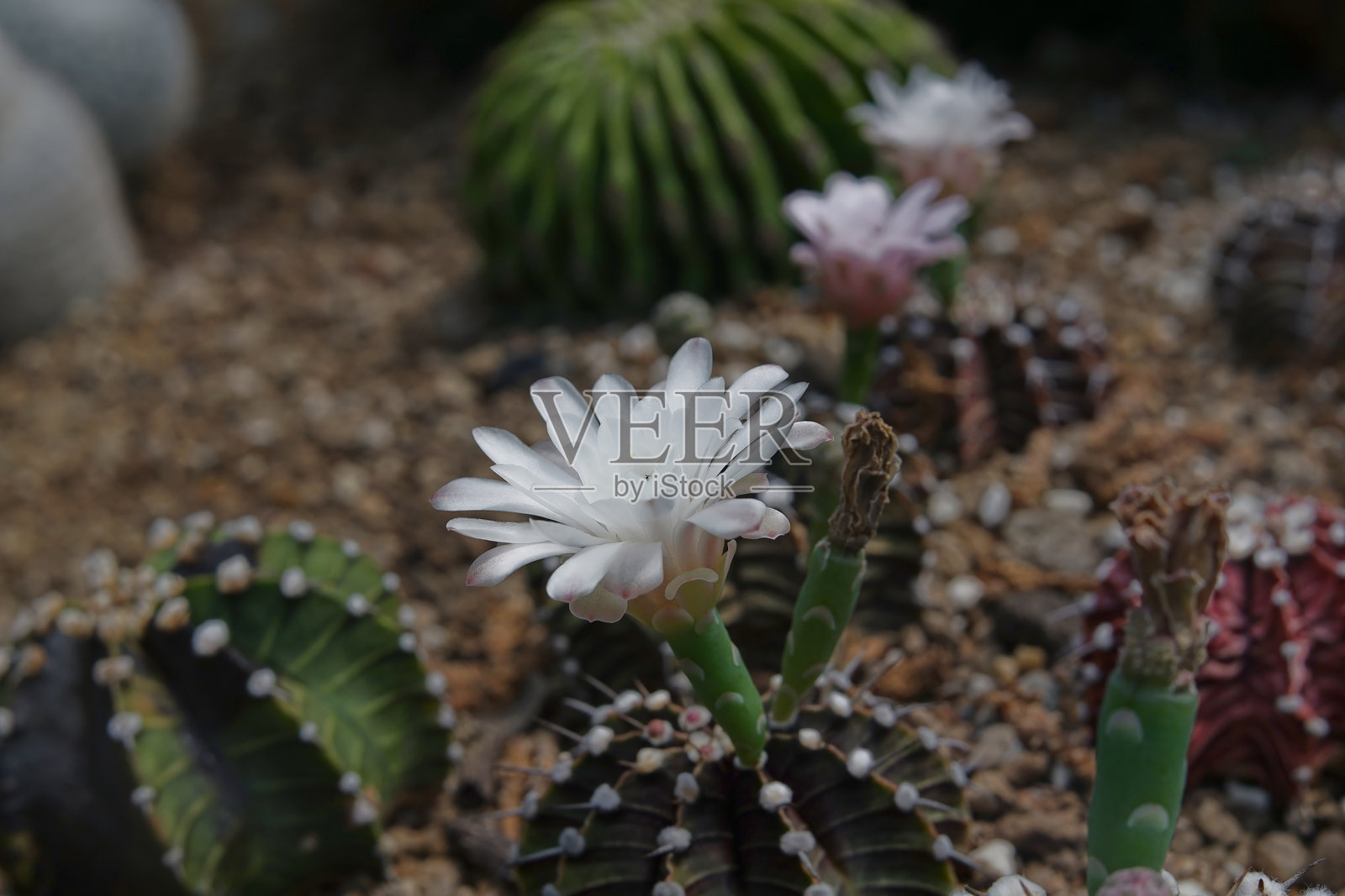 仙人掌花 Gymnocalycium照片摄影图片