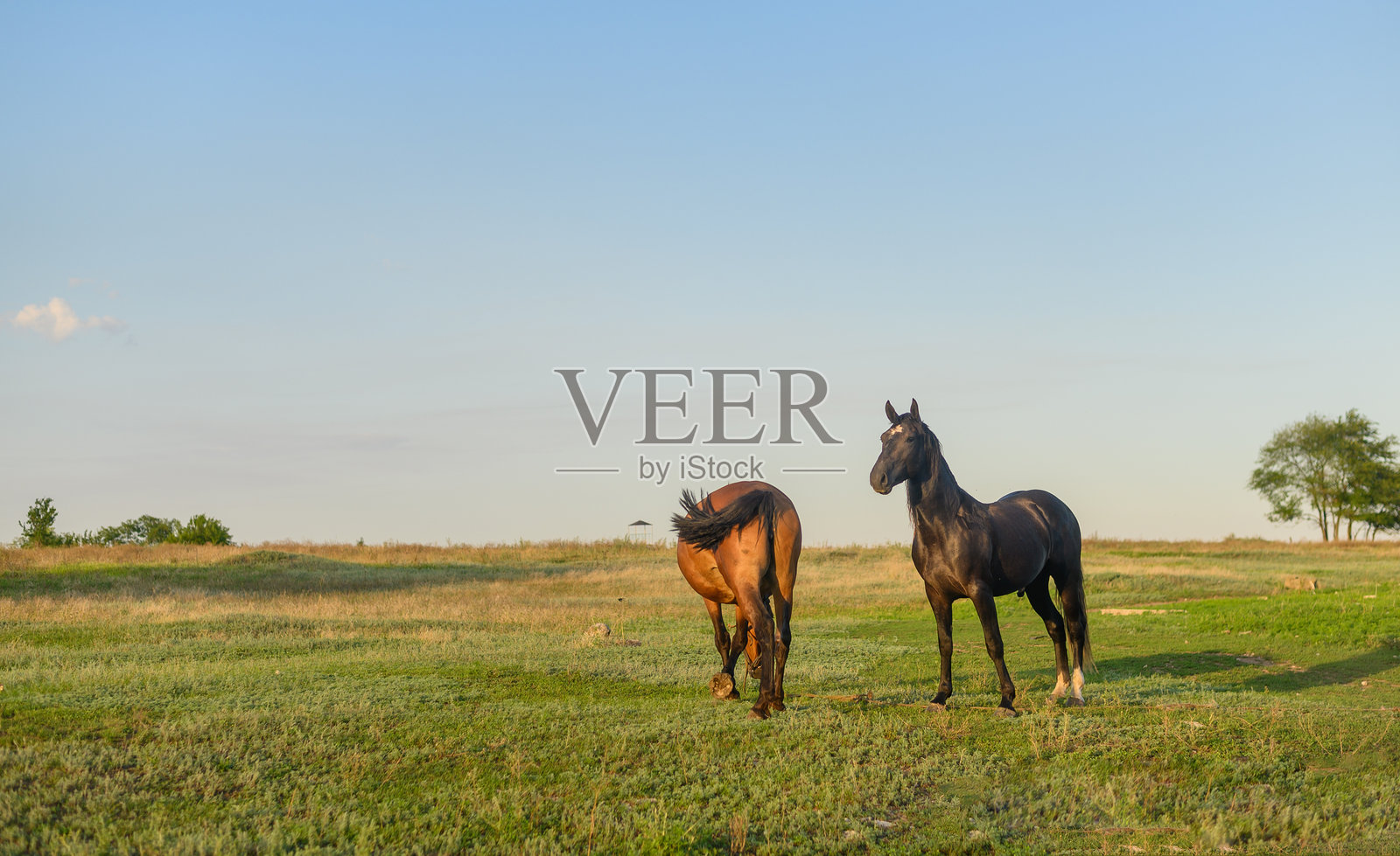 两匹马在草地上吃草。一匹马在向另一匹马。照片摄影图片