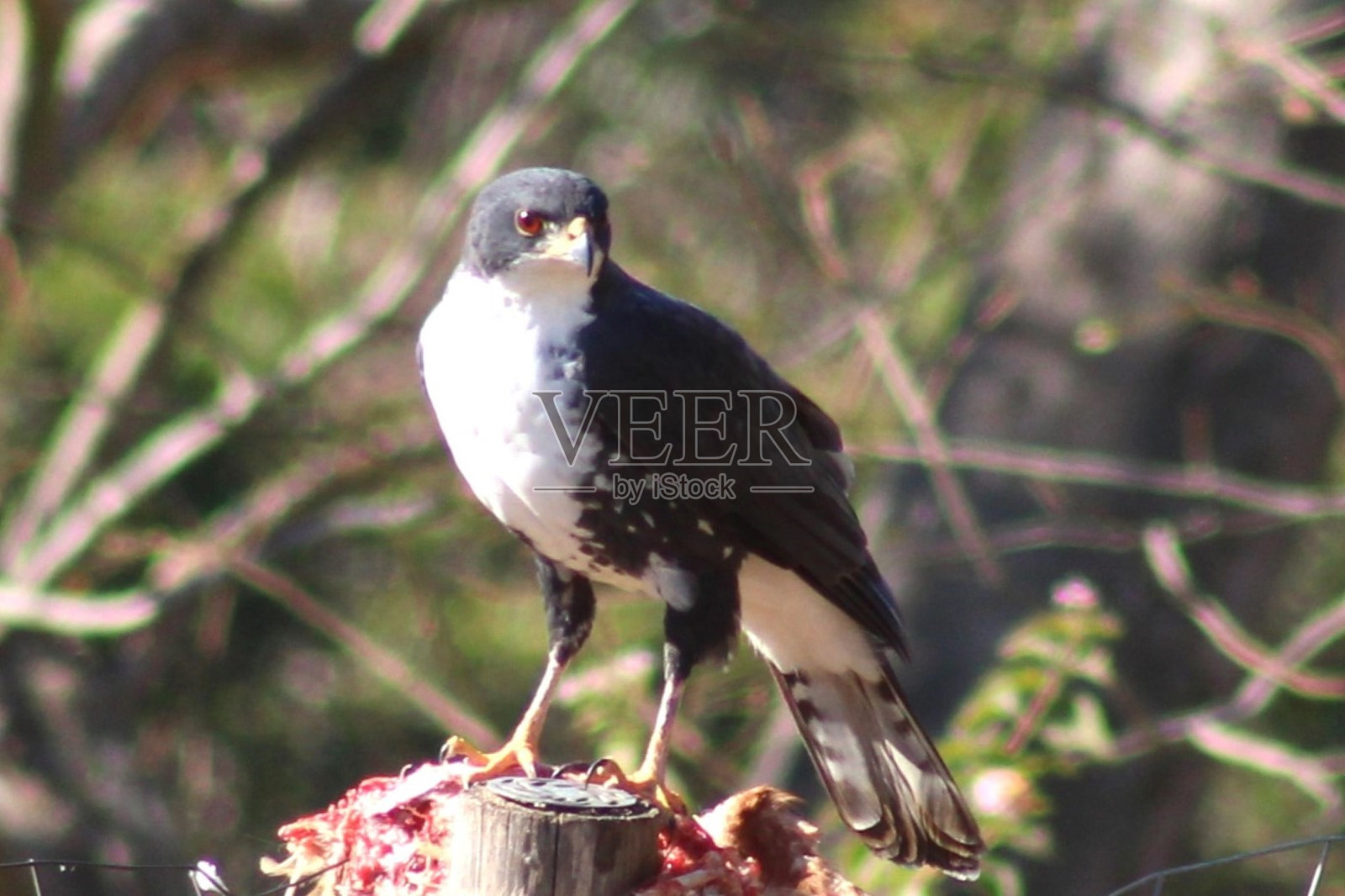 黑色麻鹰捕猎成功照片摄影图片