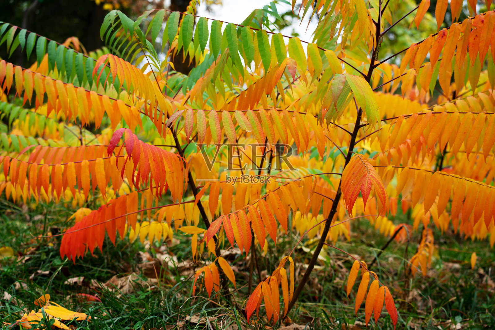 秋天驯鹿的漆树美丽的大型多彩叶子。照片摄影图片