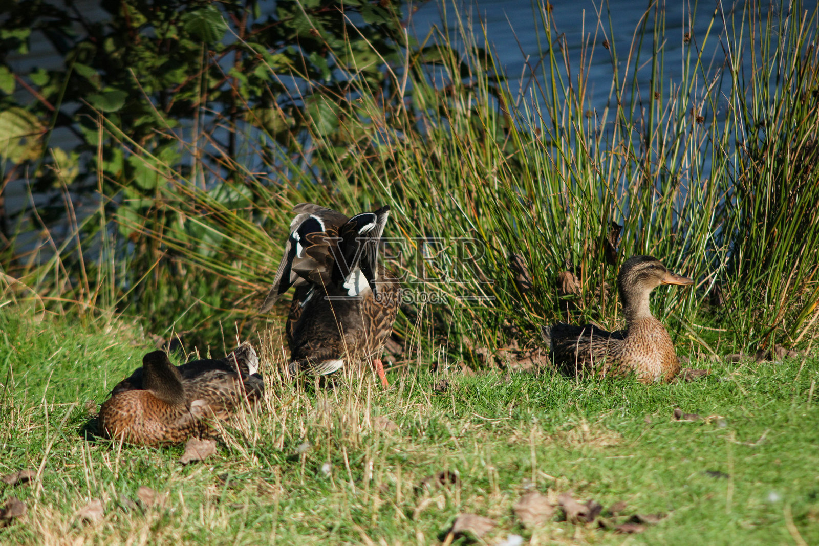 年轻的野鸭雏鸭照片摄影图片