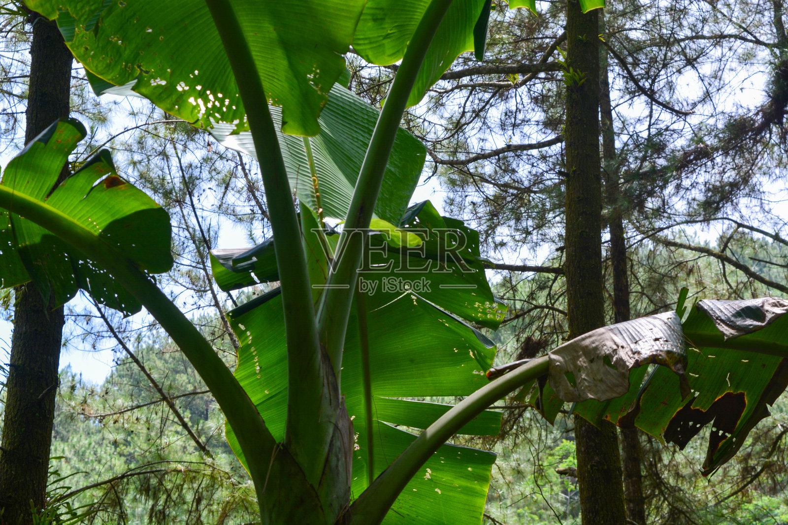 香蕉树在蓝天背景下茂盛生长。照片摄影图片