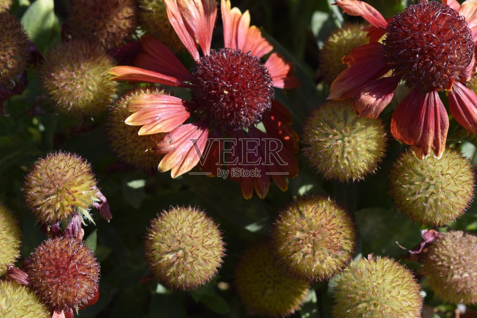 红色毯花照片摄影图片