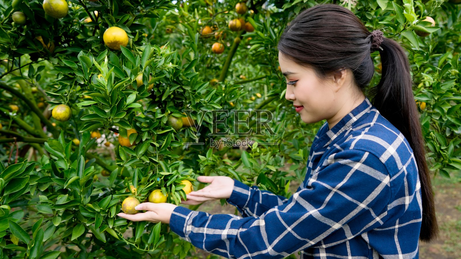 亚洲女性穿着蓝色格子衬衫,伸手从果园的树上摘橙子。专注于农业工作,展示新鲜的农产品。周围环绕着郁郁葱葱的绿叶和成熟的水果。照片摄影图片
