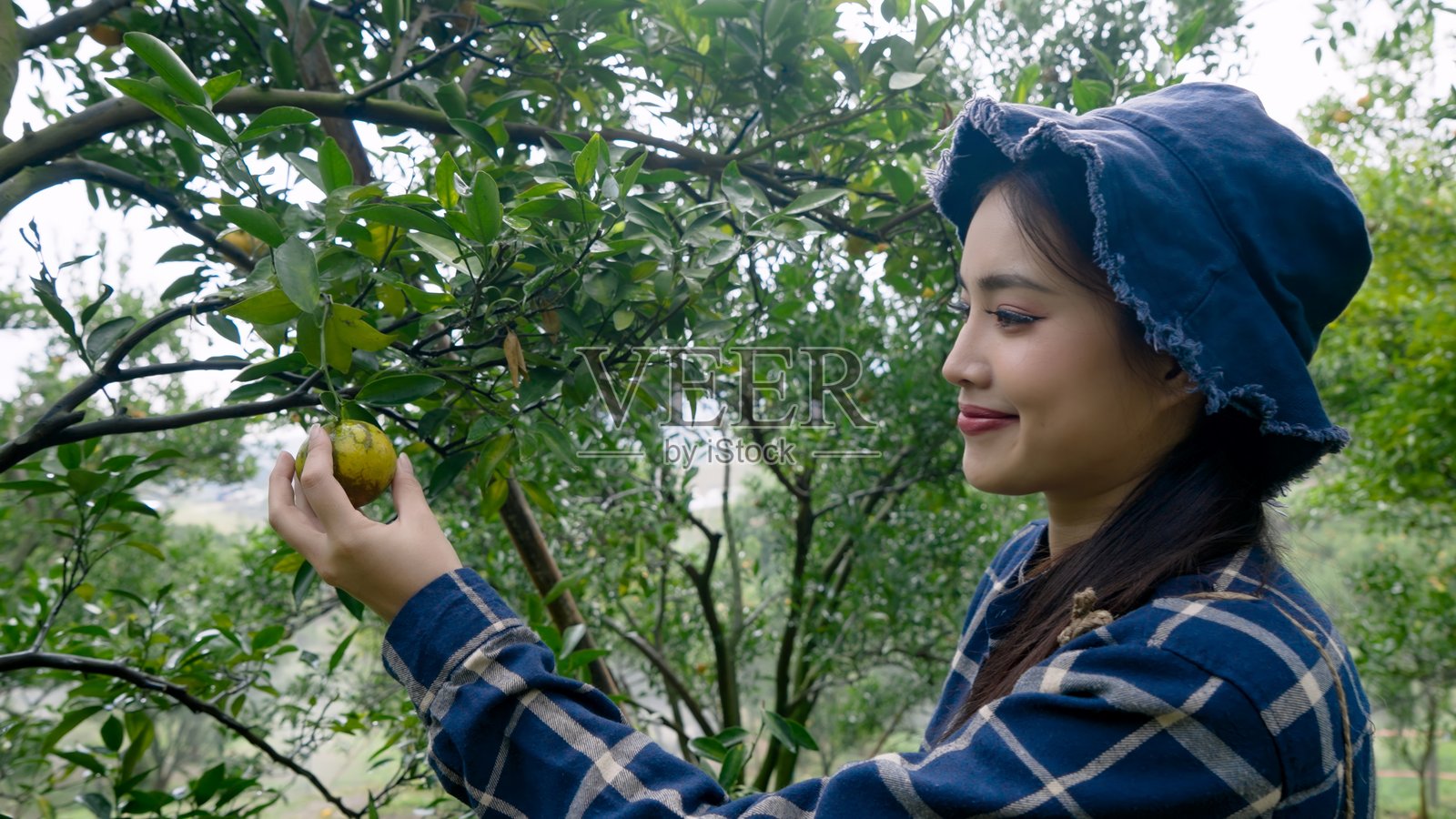穿着蓝色格子衬衫和帽子的亚洲女性正在从树上摘橙子。她微笑着,享受着农业工作。周围是绿色的树叶,身处橙子园,代表着现代农业实践。照片摄影图片