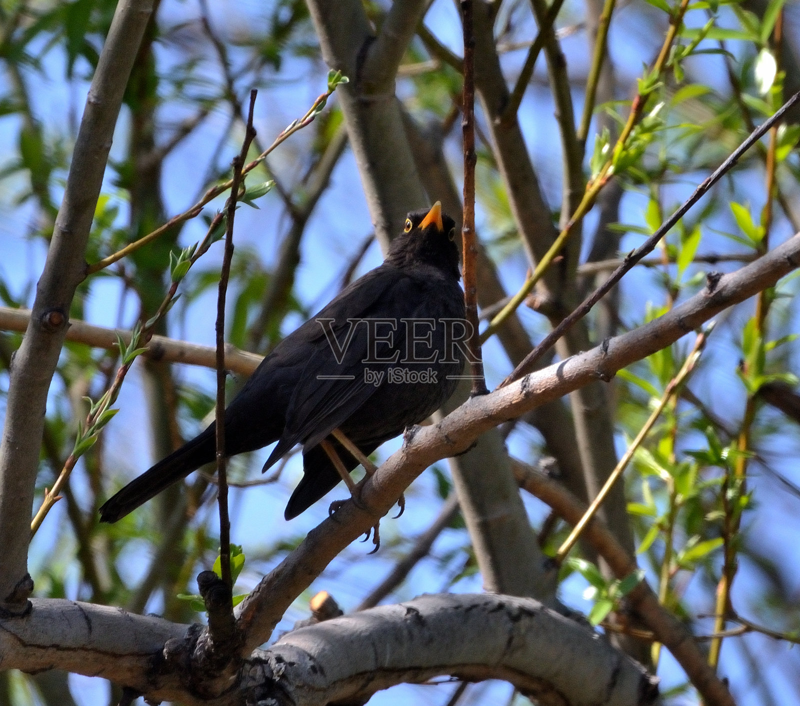 黑鸫照片摄影图片