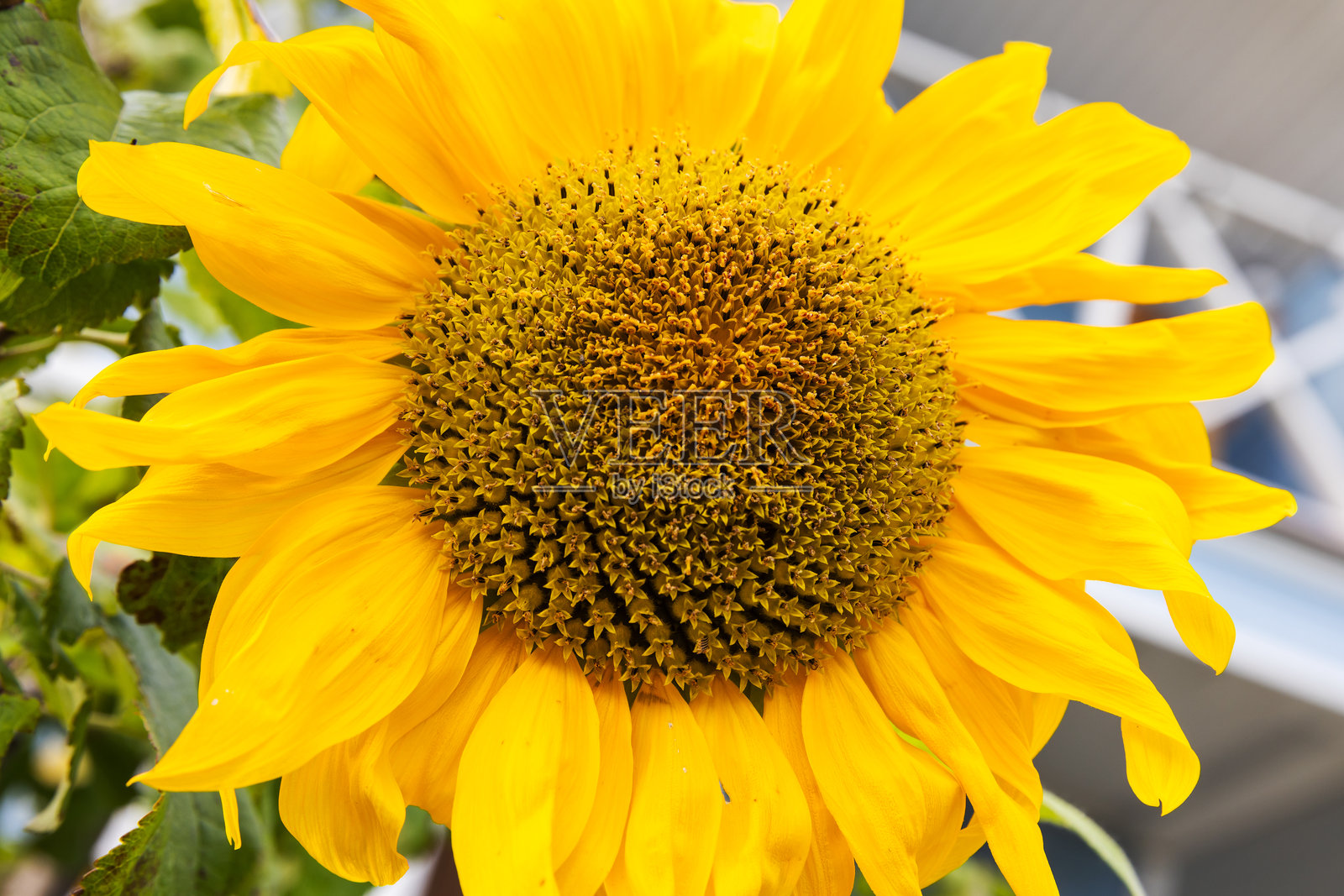 黄色向日葵在花园中生长,自然微距照片,柔和的选择性焦点照片摄影图片