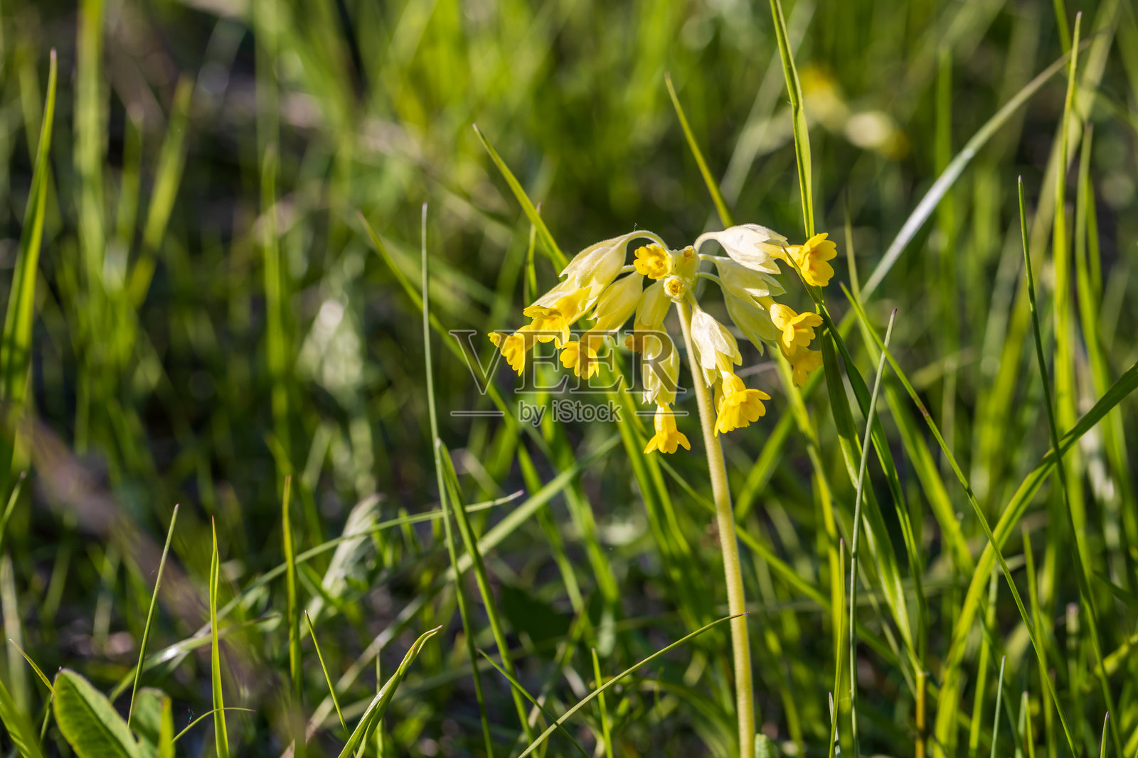 高山报春花盛开,黄色野花的特写照片照片摄影图片