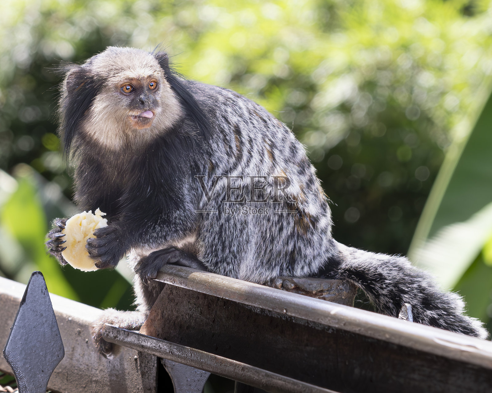 白头狨猴探身向前,舌头伸出,嘴里叼着一块香蕉。照片摄影图片