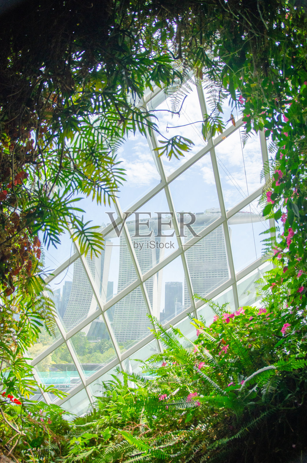 新加坡 2024年8月4日:滨海云雾林。这个巨大的室内森林模拟了热带高地的生物圈。照片摄影图片