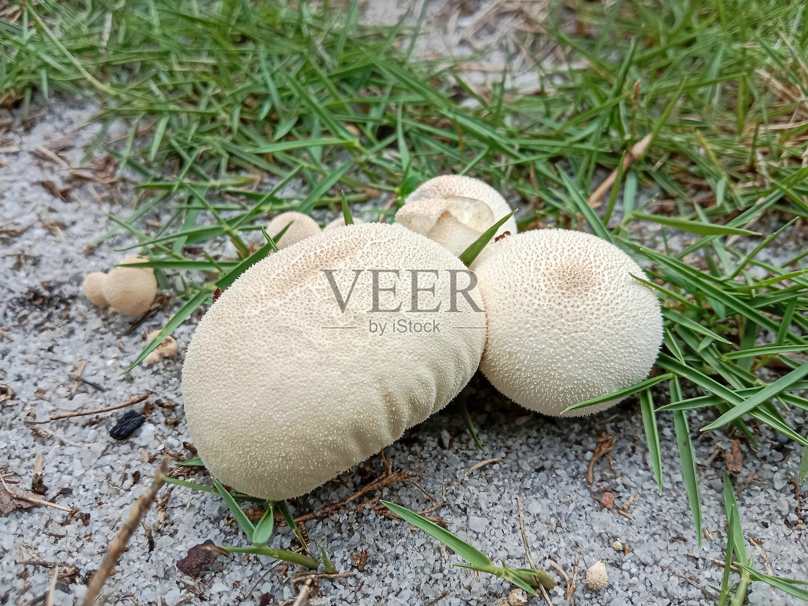 珍珠球菌,通常被称为普通喷球、疣状喷球、宝石点缀喷球或魔鬼烟盒,是一种属于伞菌科的喷球真菌。照片摄影图片