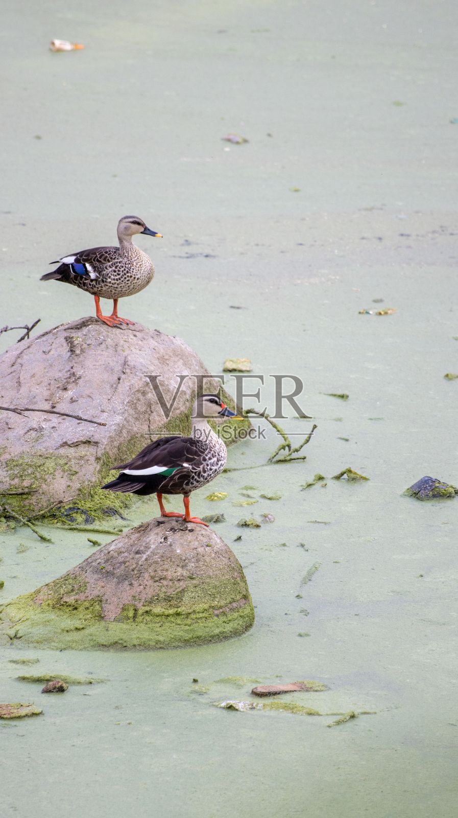 一对印度斑嘴鸭栖息在印度湖中心的石头上,竖拍。照片摄影图片