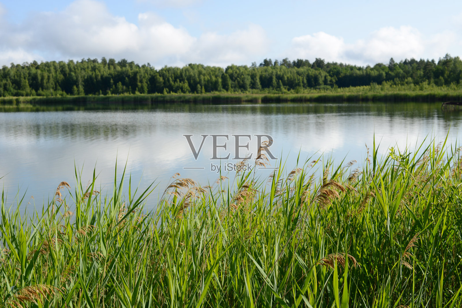 美丽的夏季风景,森林湖泊与河岸的芦苇或蒲草。照片摄影图片