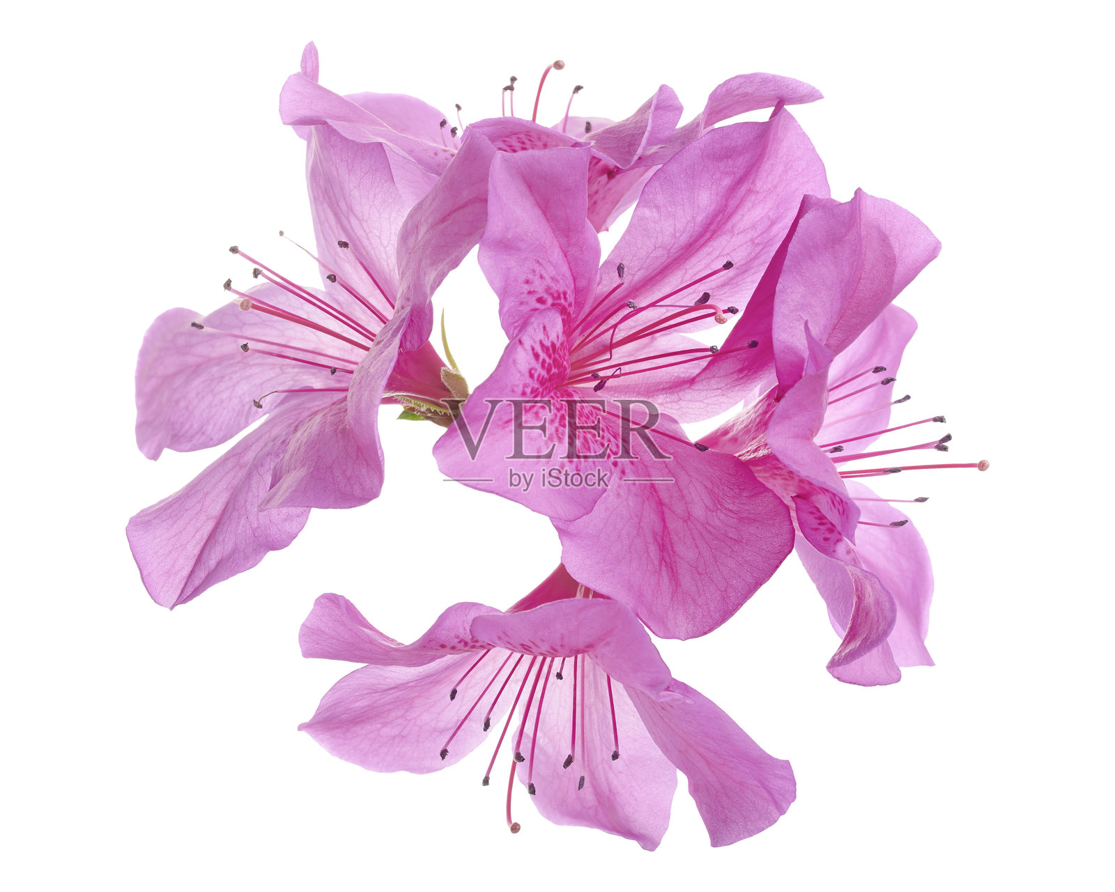 带叶的杜鹃花,粉色花朵在白色背景上独立展示,带有抠图路径照片摄影图片