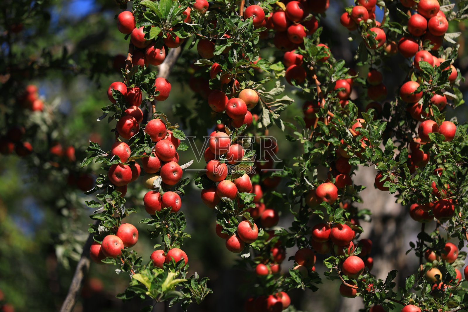 苹果和苹果收获照片摄影图片