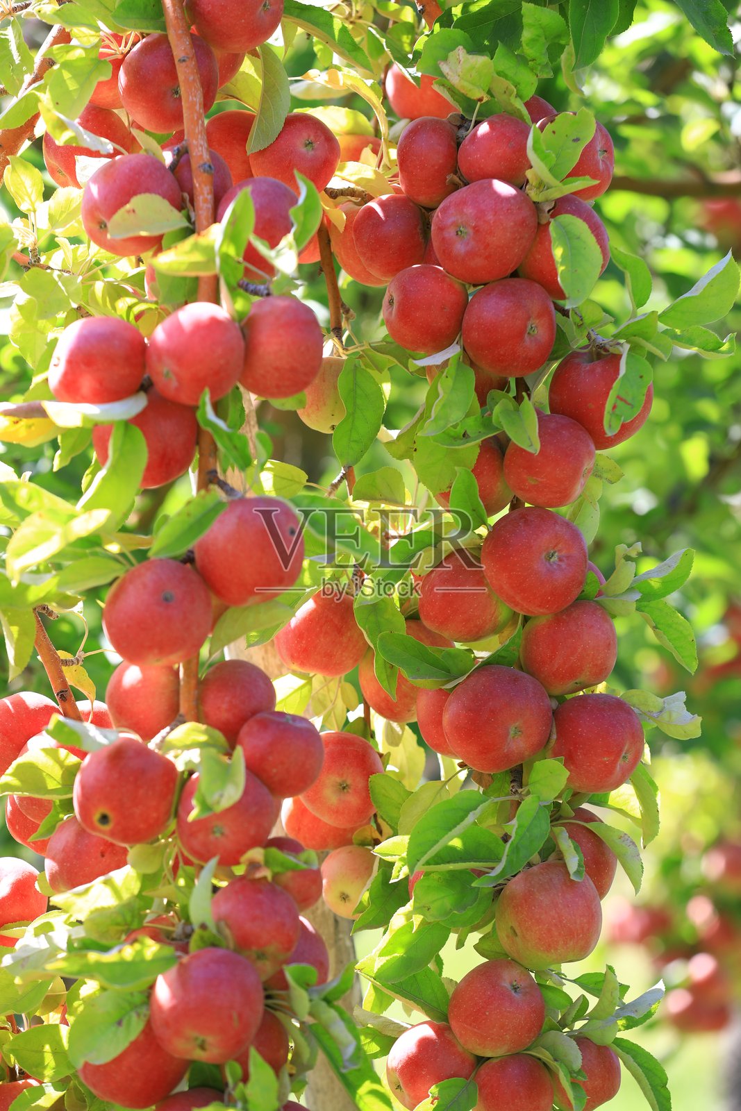 苹果和苹果收获照片摄影图片