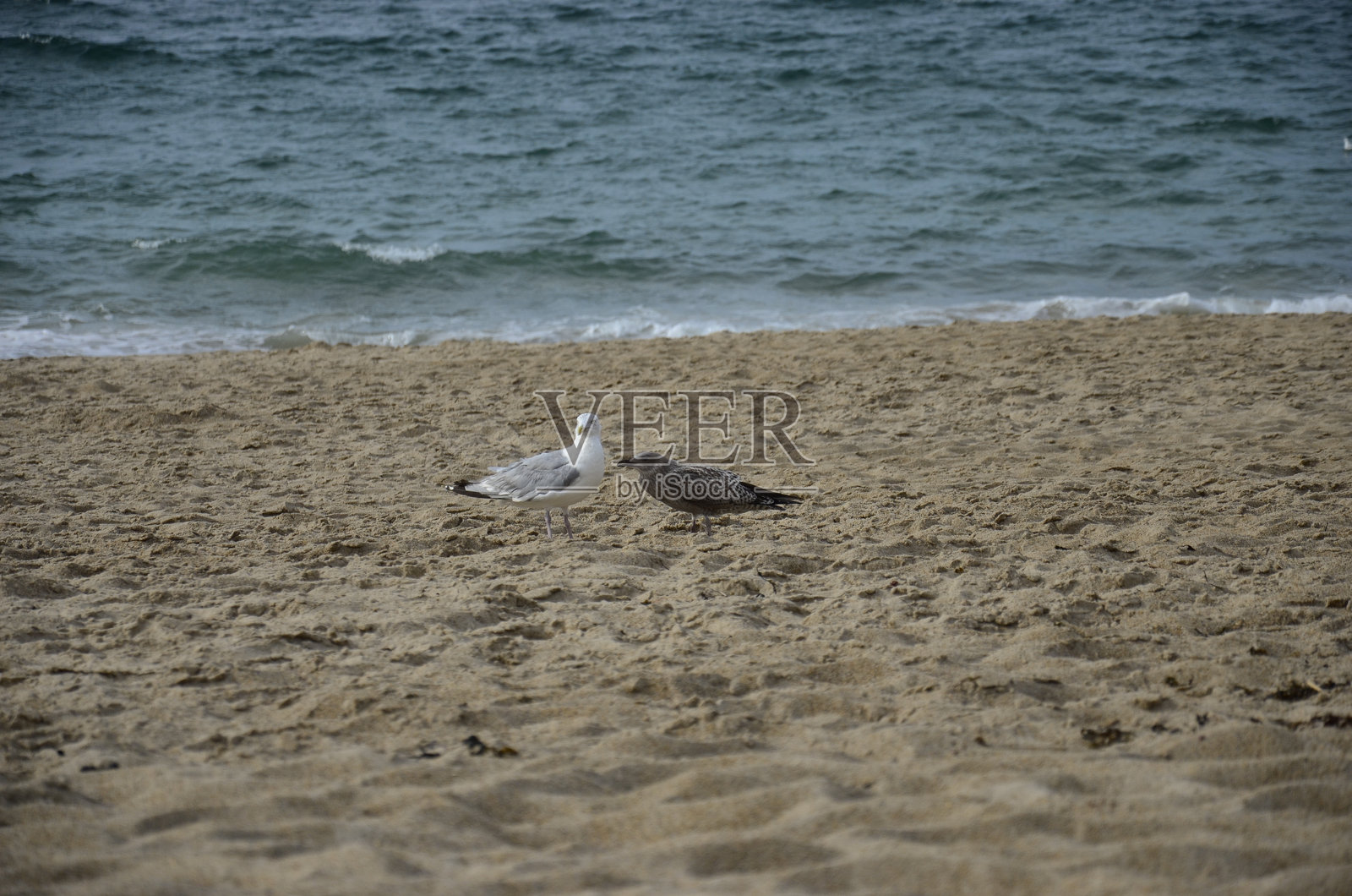 野生街道18照片摄影图片