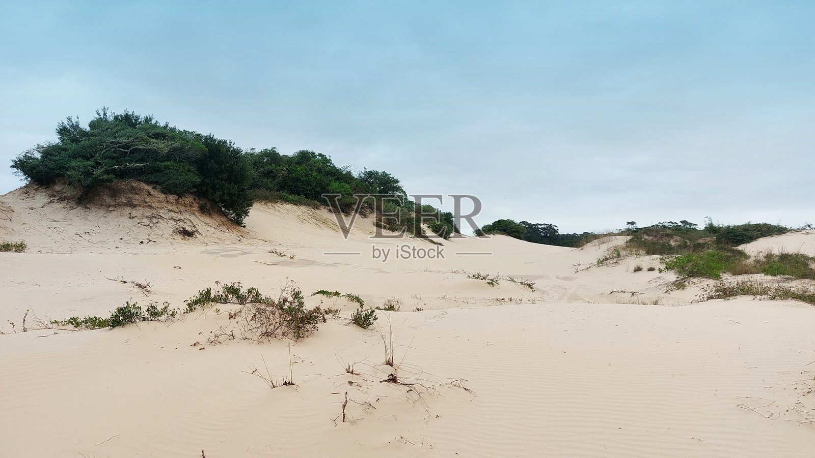 沙丘和植被的全景视图照片摄影图片